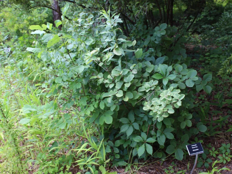 Fothergilla 'Mount Airy' (Fothergilla x intermedia 'Mount Airy') in flower