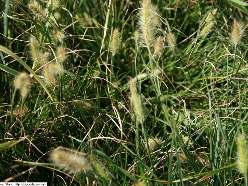 Fountain grass 'Little Bunny' (Cenchrus alopecuroides 'Little Bunny') in flower