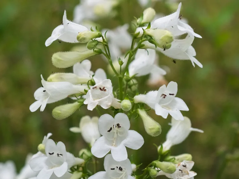 Foxglove beardtongue (Penstemon digitalis) in flower