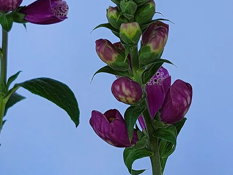 Foxglove 'Dalmatian Purple' (Digitalis purpurea 'Dalmatian Purple') in flower