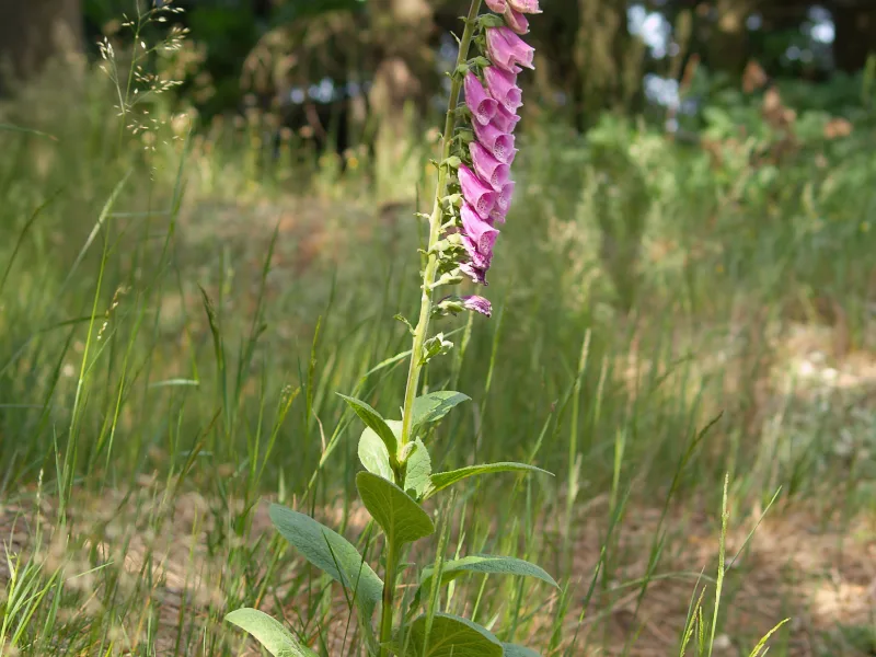 Foxglove (Digitalis purpurea) in flower