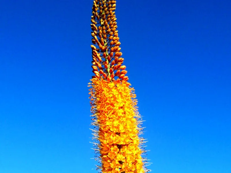 Foxtail lily (Eremurus x isabellinus) in flower