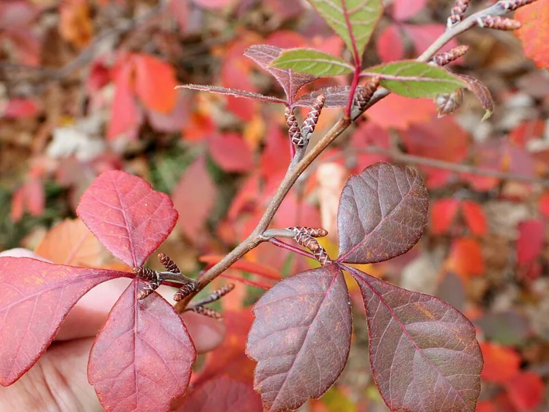 Fragrant sumac (Rhus aromatica) in flower