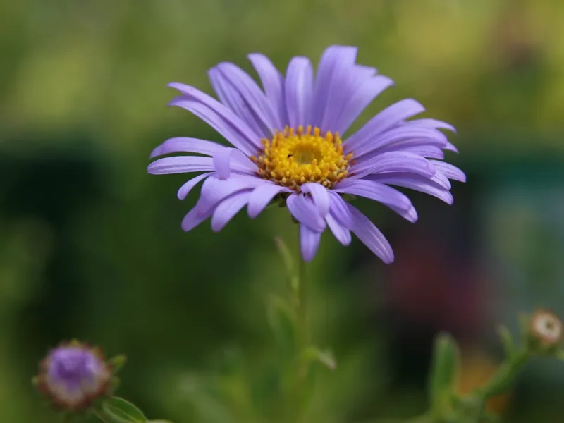 Frikart's aster 'Monch' (Aster x frikartii 'Monch') in flower