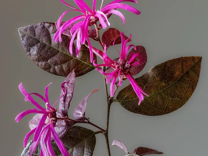Fringe flower 'Purple Diamond' (Loropetalum chinense 'Shang-hi' (Purple Diamond)) in flower