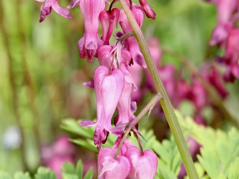 Fringed bleeding heart (Dicentra eximia) in flower