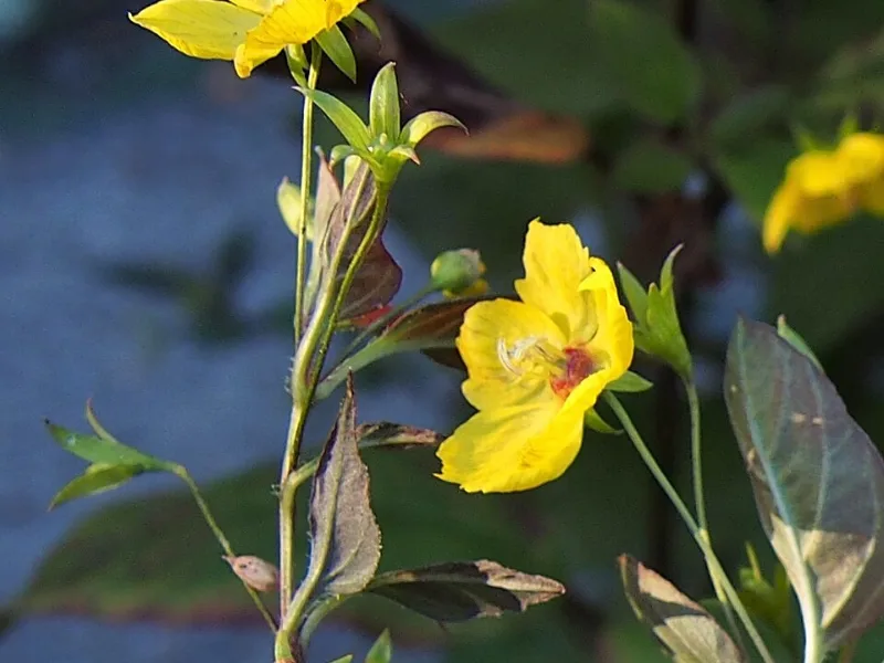 Fringed loosestrife 'Firecracker' (Lysimachia ciliata 'Firecracker')