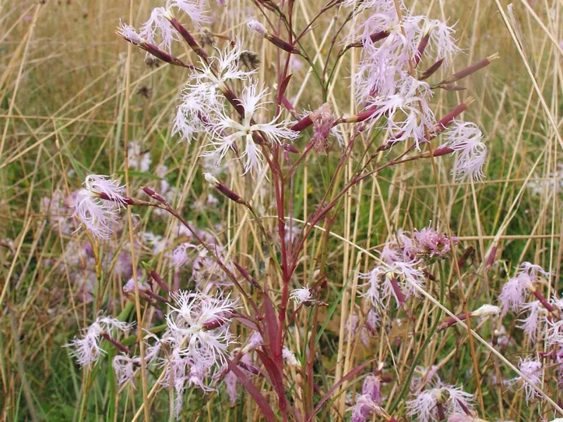 Fringed pink (Dianthus superbus) in flower