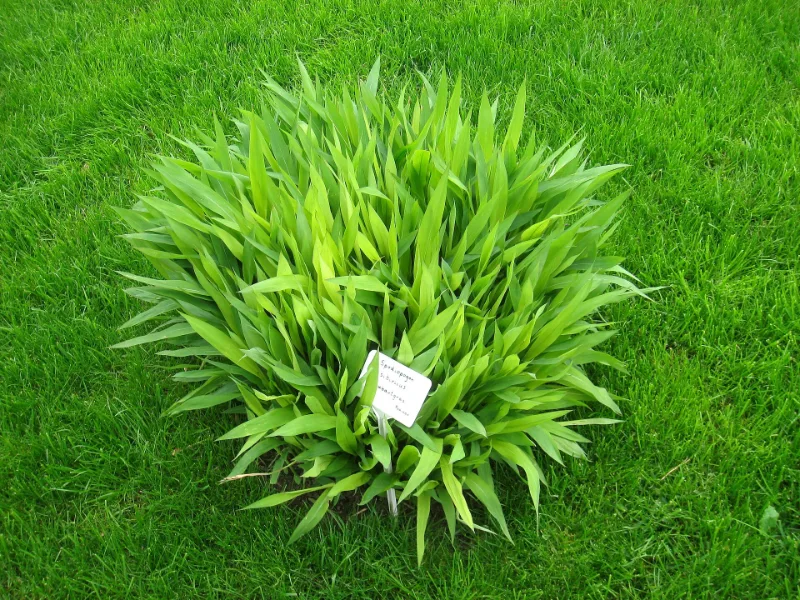 Frost grass (Spodiopogon sibiricus) in flower
