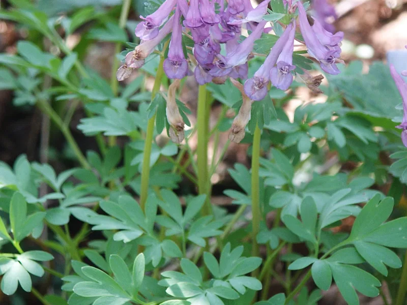 Fumewort (Corydalis solida) in flower