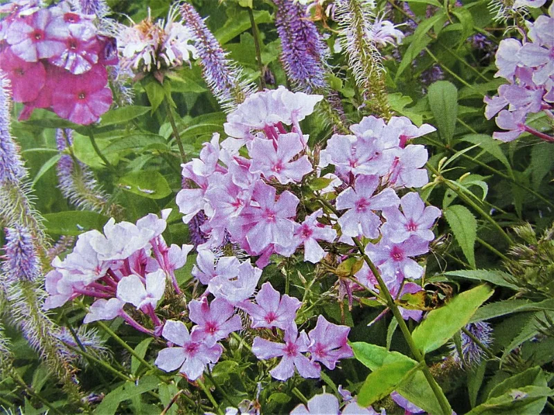 Garden phlox 'Bright Eyes' (Phlox paniculata 'Bright Eyes') in flower