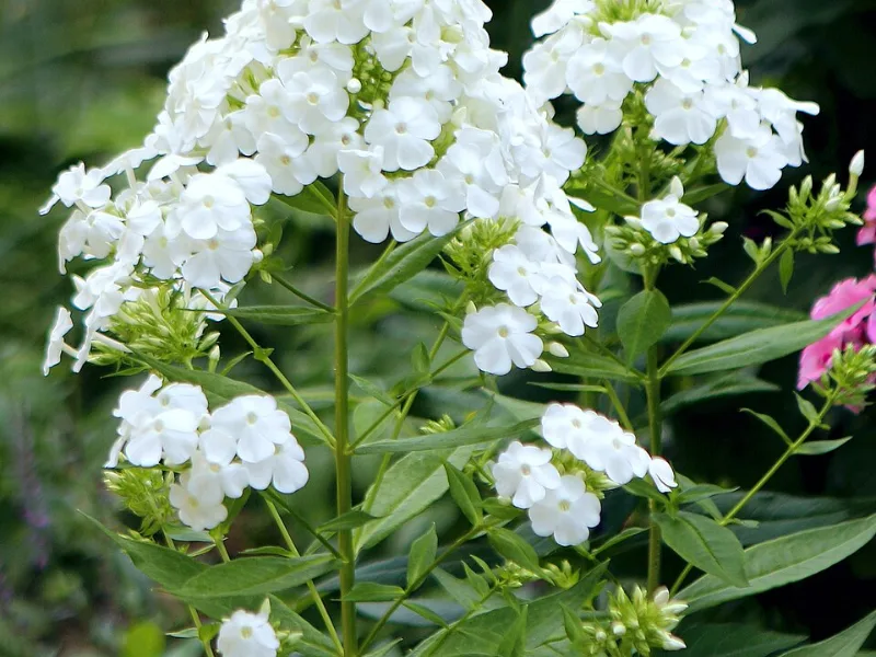 Garden phlox 'David' (Phlox paniculata 'David') in flower