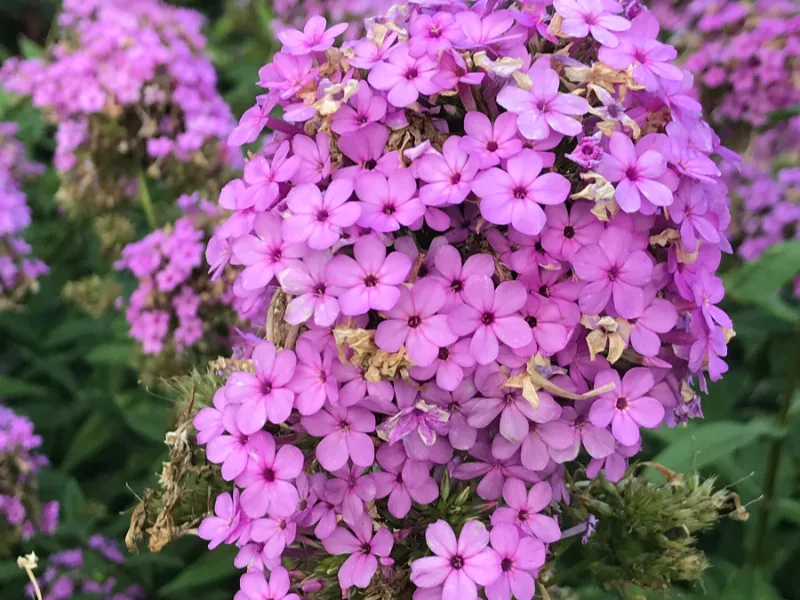 Garden phlox 'Jeana' (Phlox paniculata 'Jeana') in flower