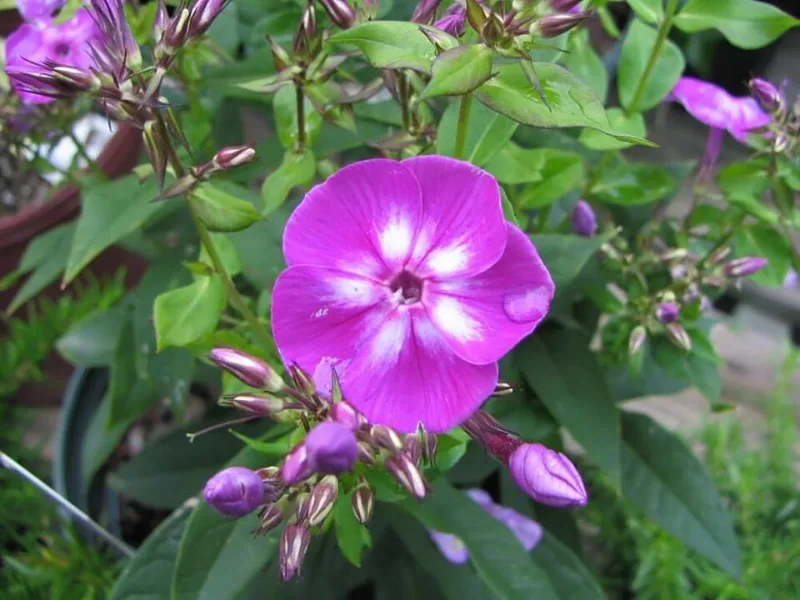 Garden phlox 'Laura' (Phlox paniculata 'Laura') in flower
