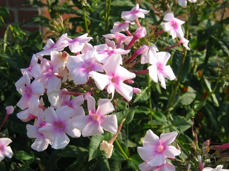 Garden phlox (Phlox paniculata) in flower