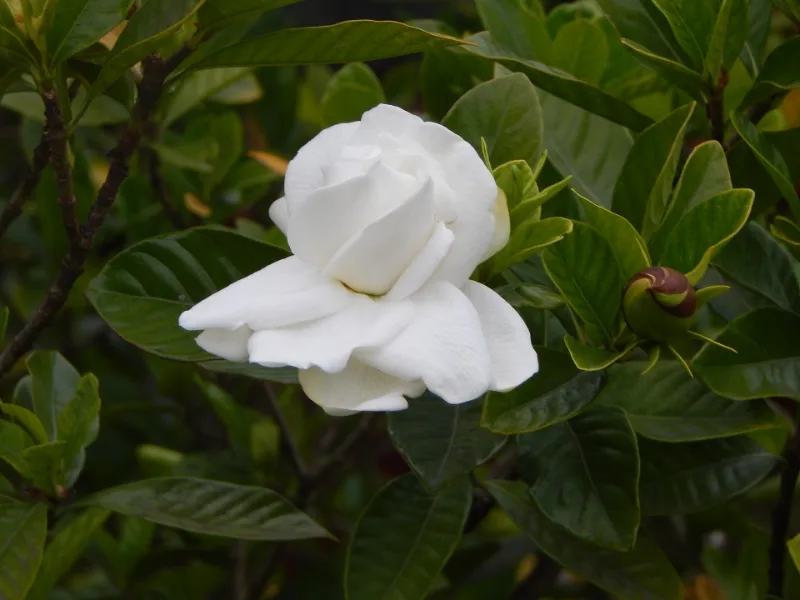 Gardenia (Gardenia jasminoides) in flower