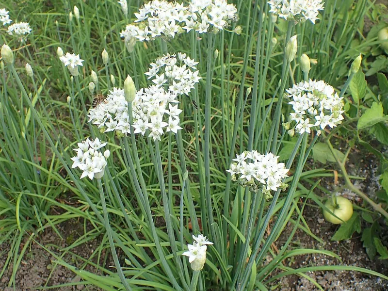 Garlic chives (Allium tuberosum) in flower