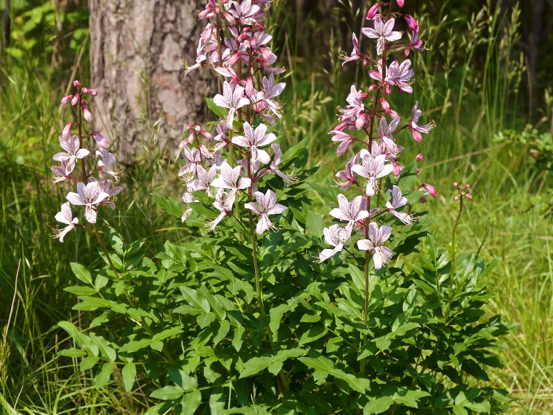 Gas plant (Dictamnus albus) in flower