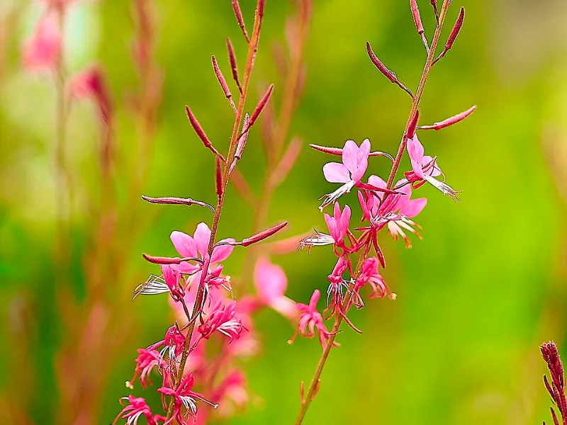Gaura 'Siskiyou Pink' (Oenothera lindheimeri 'Siskiyou Pink') in flower
