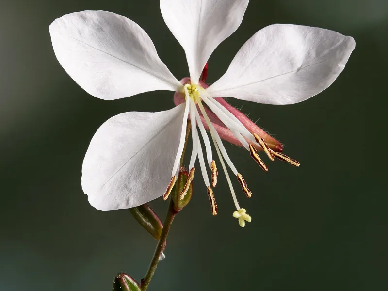 Gaura 'Whirling Butterflies' (Oenothera lindheimeri 'Whirling Butterflies') in flower