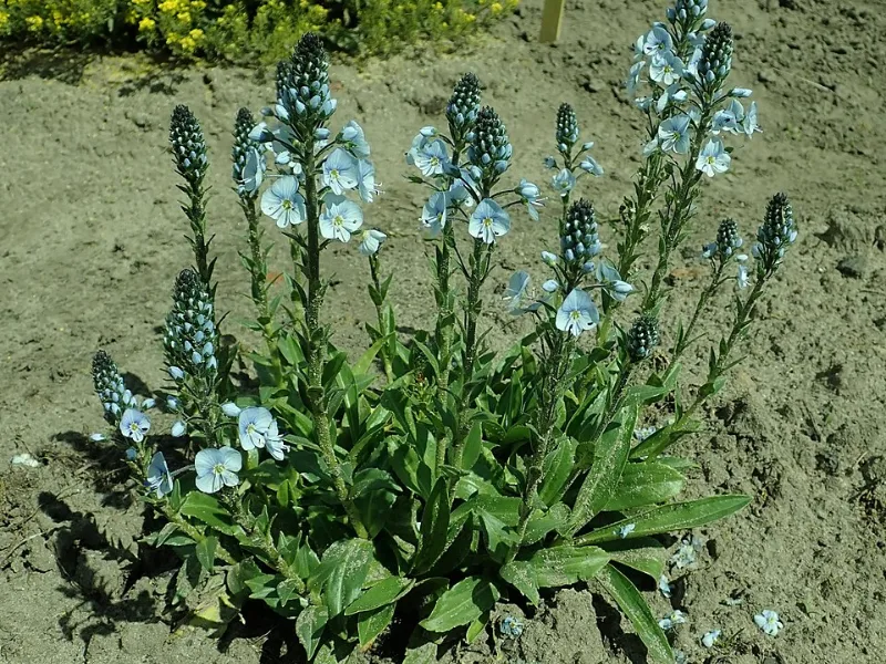 Gentian speedwell (Veronica gentianoides) in flower