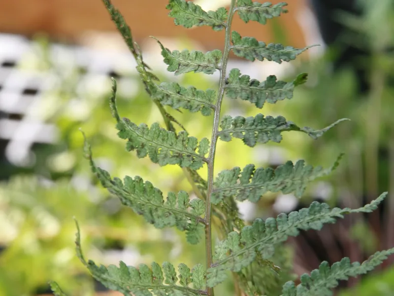 Ghost fern (Athyrium 'Ghost')