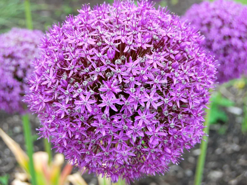 Giant allium (Allium giganteum) in flower
