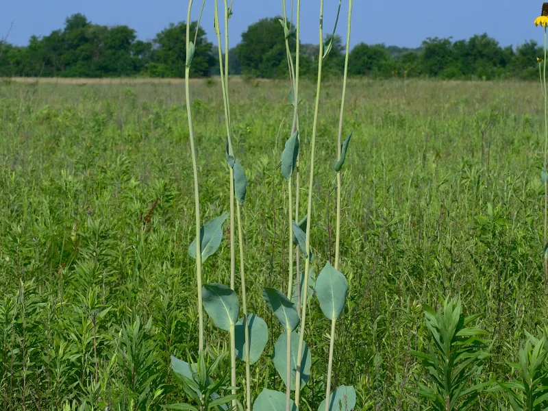 Giant coneflower (Rudbeckia maxima) in flower