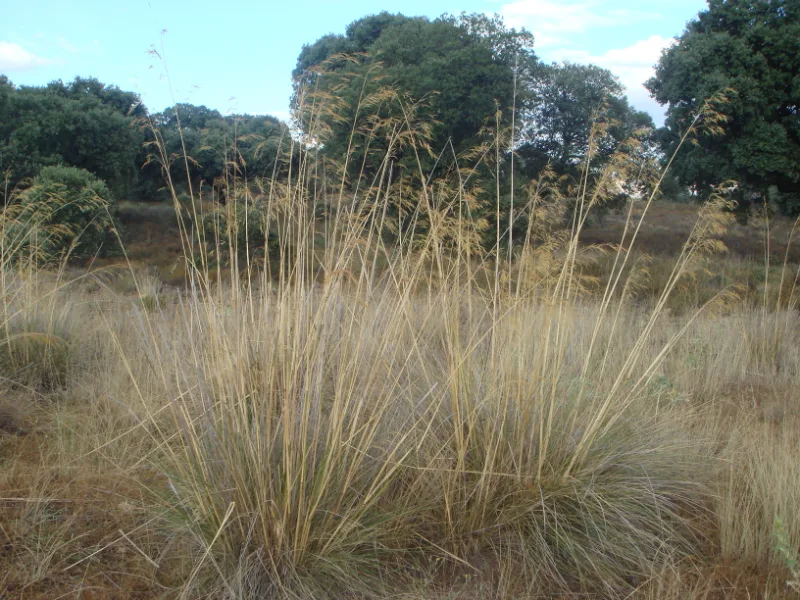 Giant feather grass (Stipa gigantea) in flower