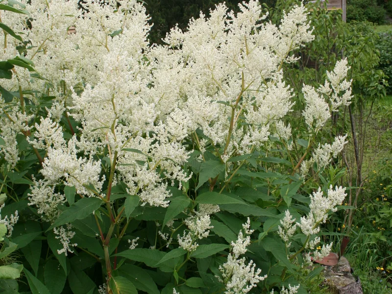 Giant fleeceflower (Persicaria polymorpha) in flower