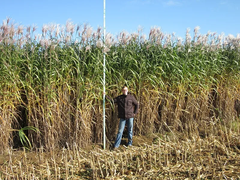 Giant miscanthus (Miscanthus x giganteus)