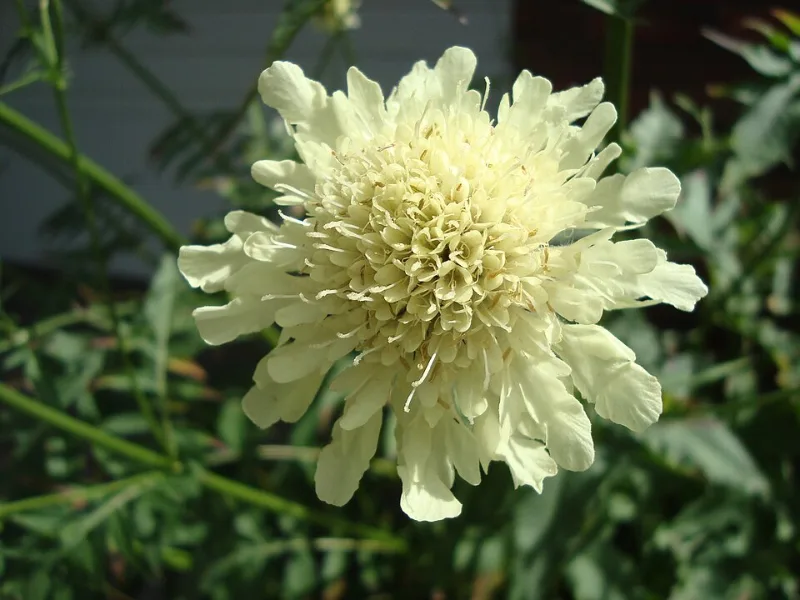 Giant scabious (Cephalaria gigantea) in flower