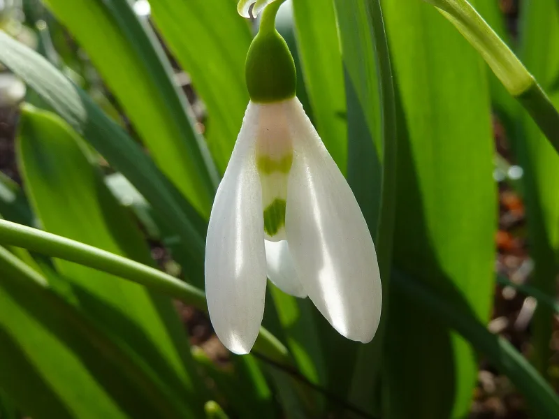 Giant snowdrop (Galanthus elwesii) in flower