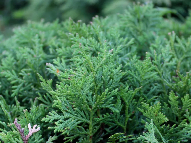 Globe arborvitae 'Danica' (Thuja occidentalis 'Danica')
