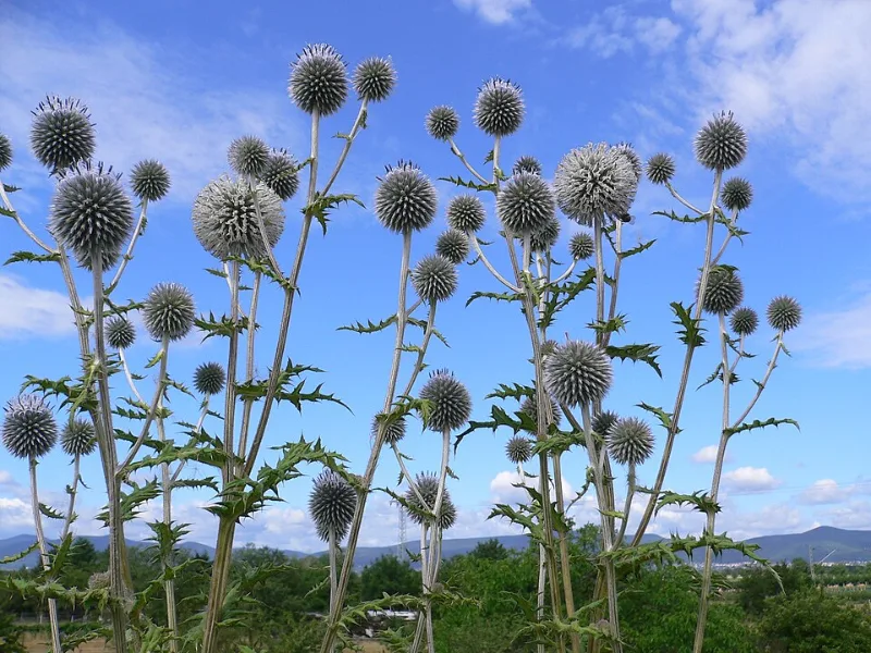 Globe thistle 'Arctic Glow' (Echinops sphaerocephalus 'Arctic Glow') in flower
