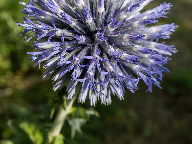 Globe thistle 'Blue Glow' (Echinops bannaticus 'Blue Glow') in flower
