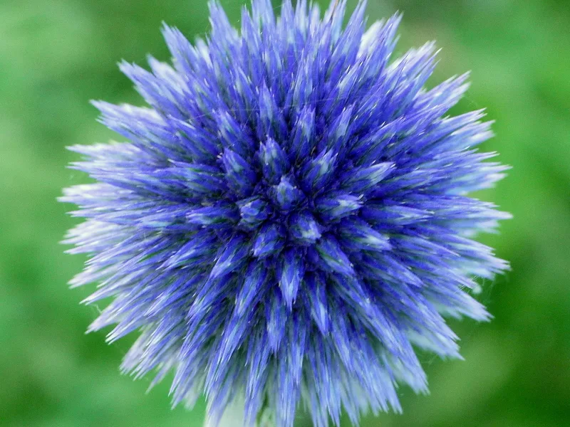 Globe thistle 'Veitch's Blue' (Echinops ritro 'Veitch's Blue') in flower
