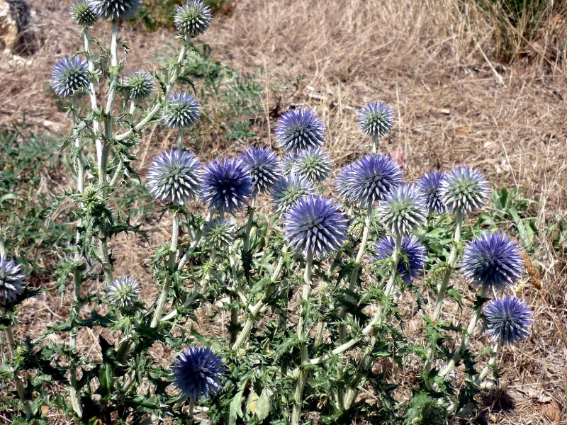 Globe thistle (Echinops ritro) in flower