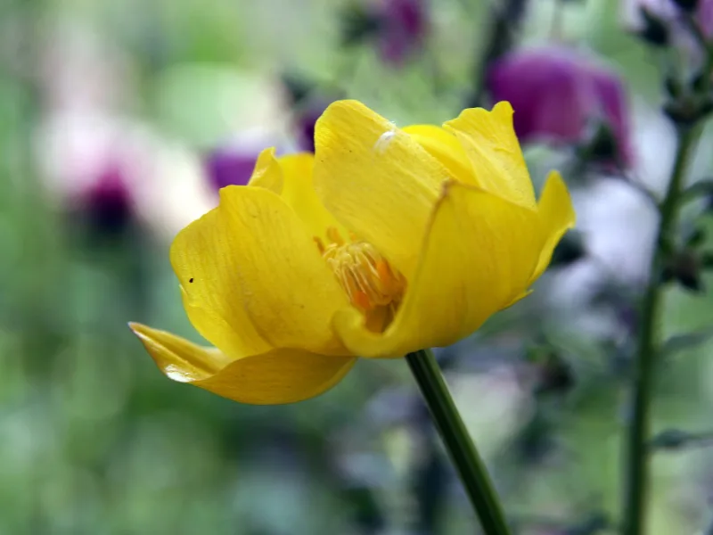 Globeflower (Trollius x cultorum) in flower