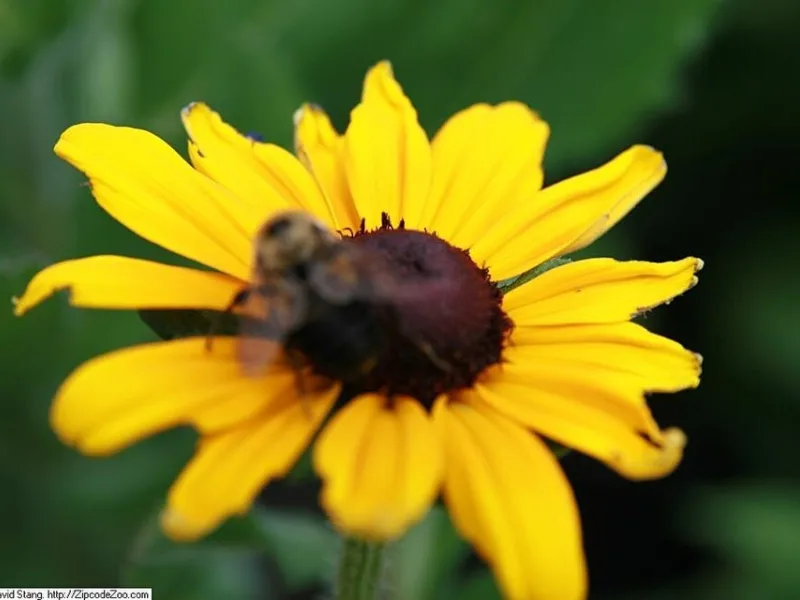 Gloriosa daisy 'Indian Summer' (Rudbeckia hirta 'Indian Summer') in flower