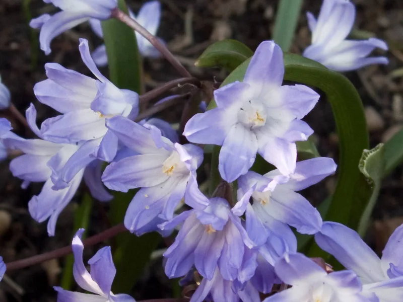 Glory-of-the-snow (Scilla forbesii) in flower