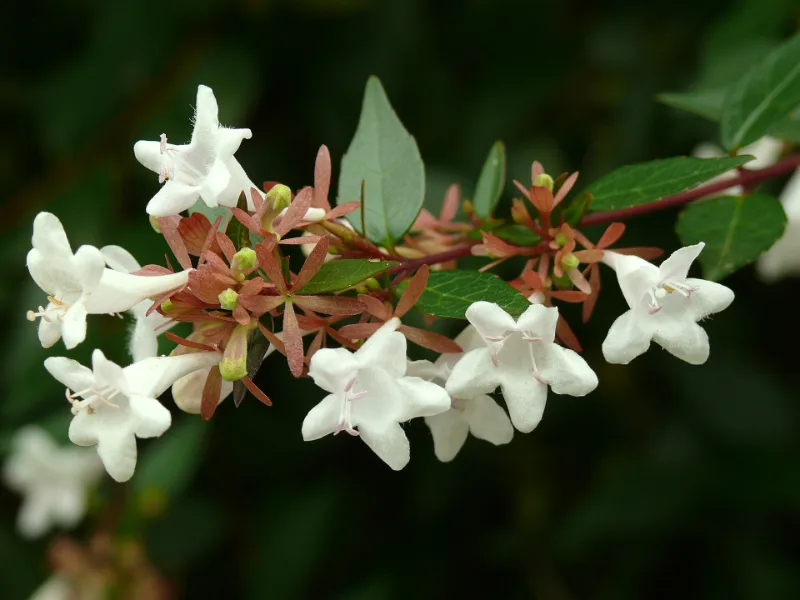 Glossy abelia (Abelia x grandiflora) in flower
