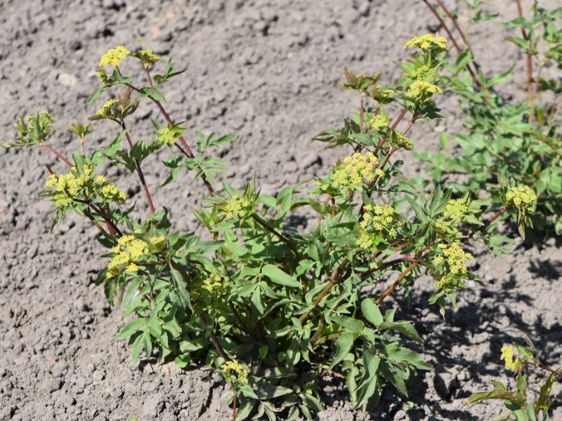Golden Alexanders (Zizia aurea) in flower
