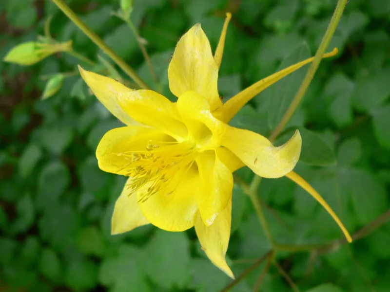 Golden columbine (Aquilegia chrysantha) in flower