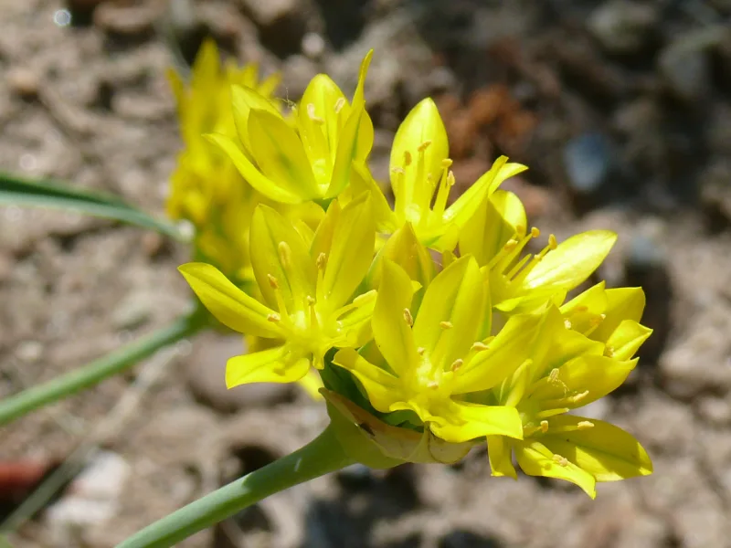 Golden garlic (Allium moly) in flower