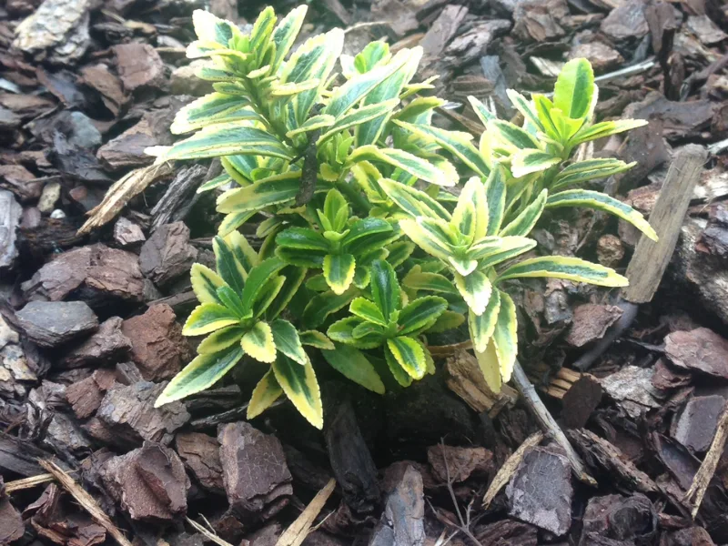 Golden Japanese euonymus (Euonymus japonicus 'Aureomarginatus')