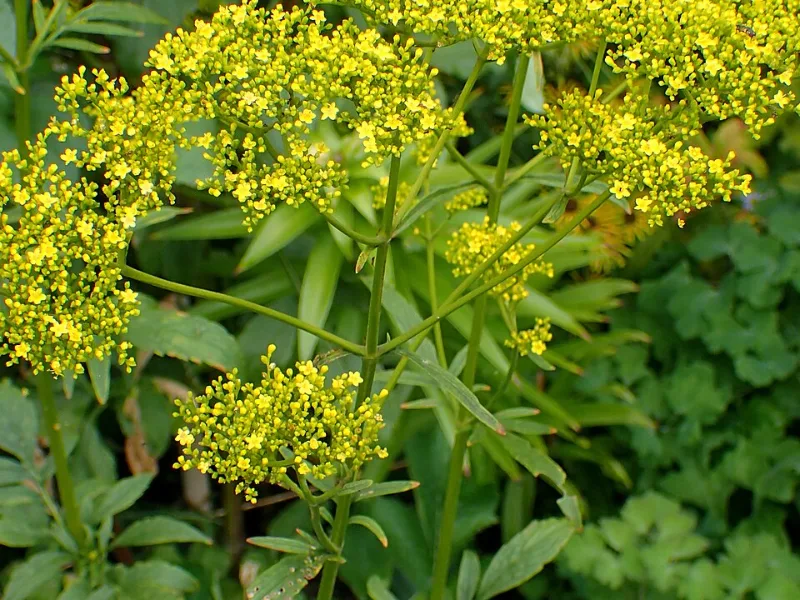 Golden lace (Patrinia scabiosifolia) in flower