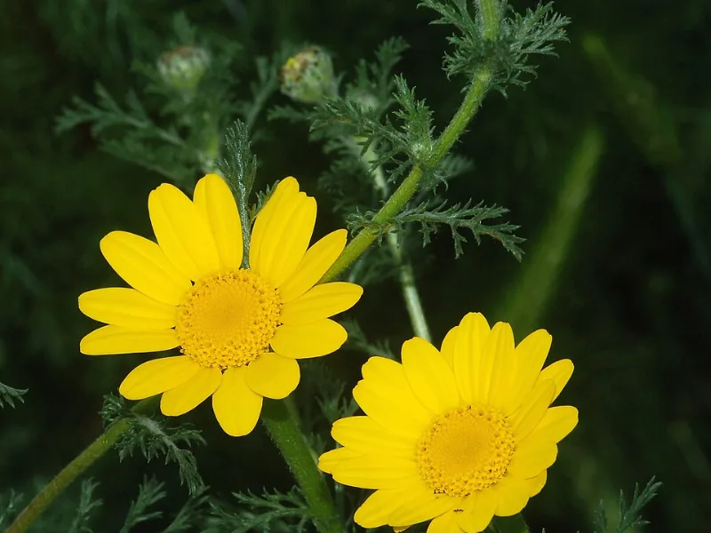 Golden marguerite (Anthemis tinctoria) in flower