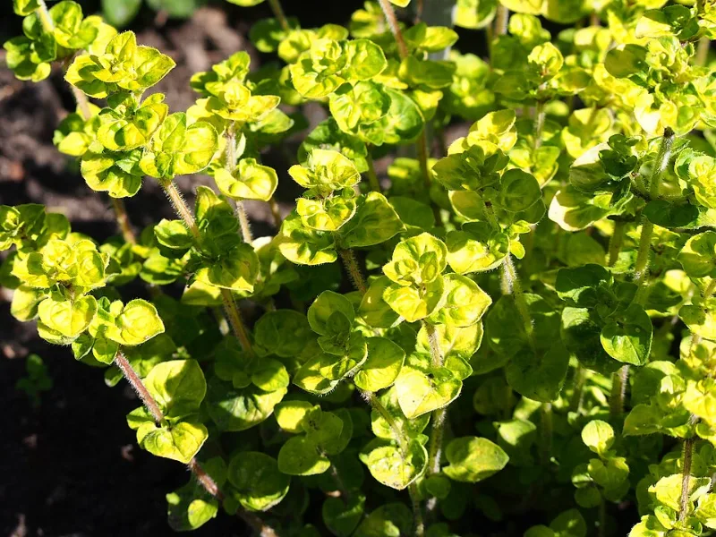 Golden oregano (Origanum vulgare 'Aureum')