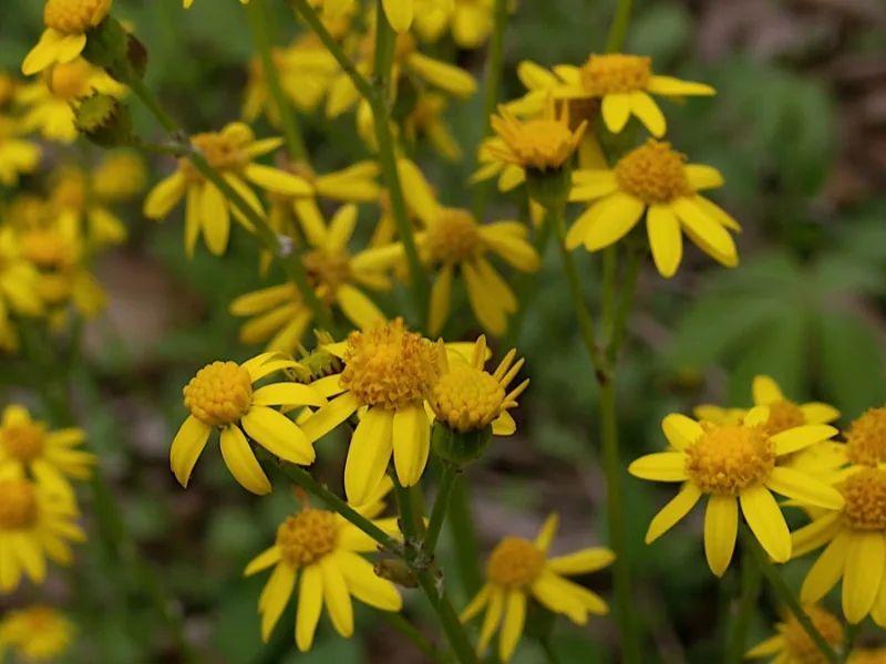 Golden ragwort (Packera aurea) in flower